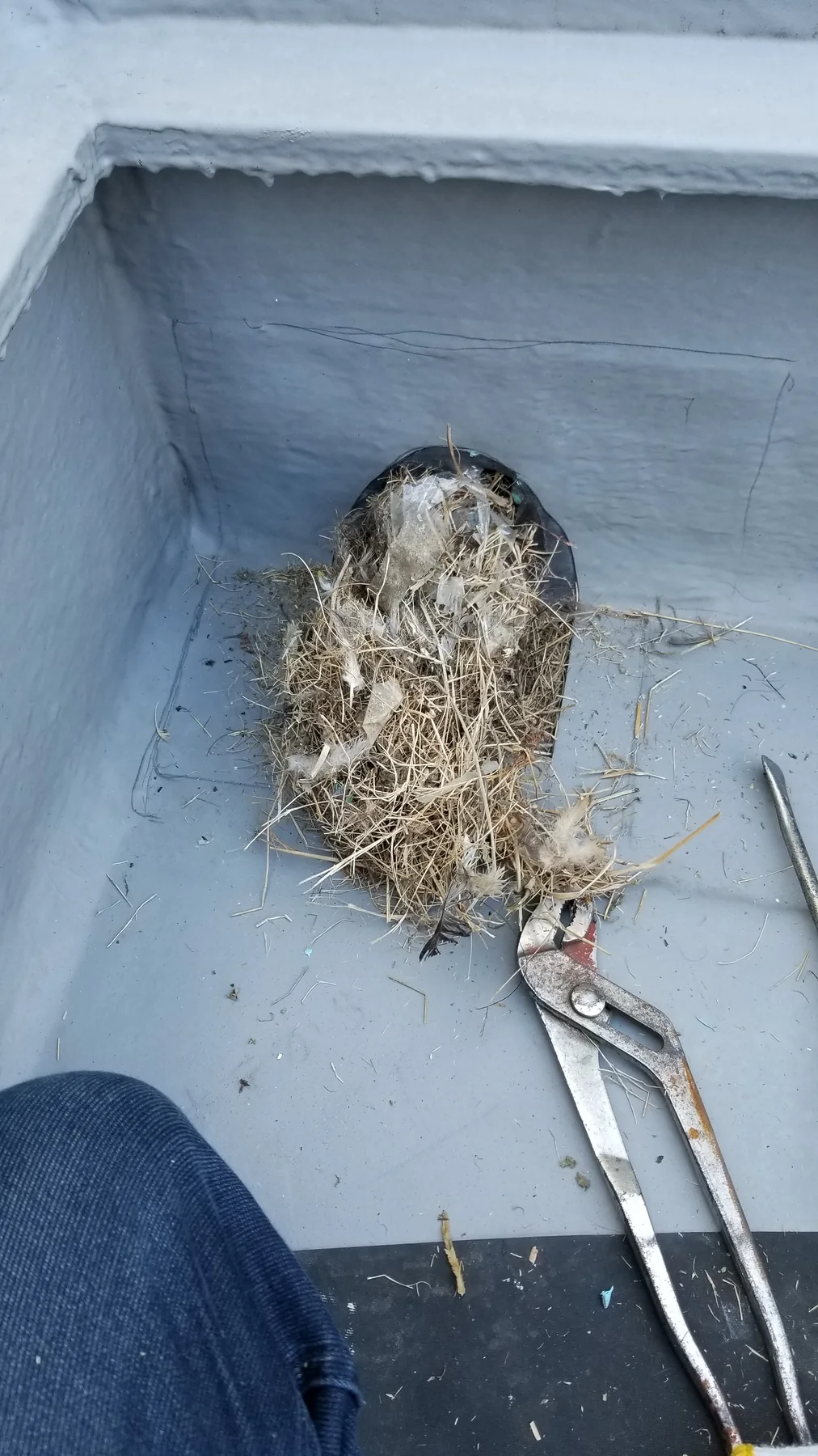 既設ドレン撤去後に見つかった鳥の巣材と思われる異物