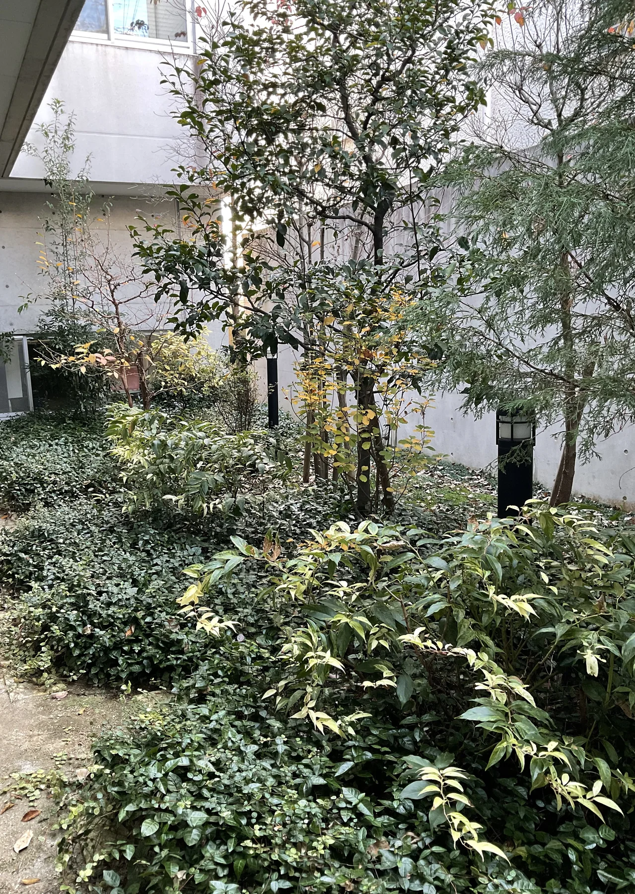 ふくい歯科医院の中庭植栽リフォーム施工前の別方向