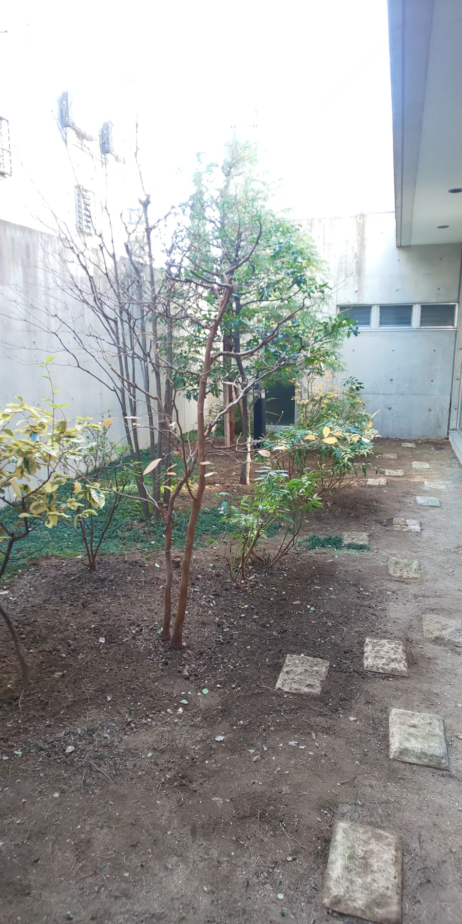 既存植栽を整理した中庭