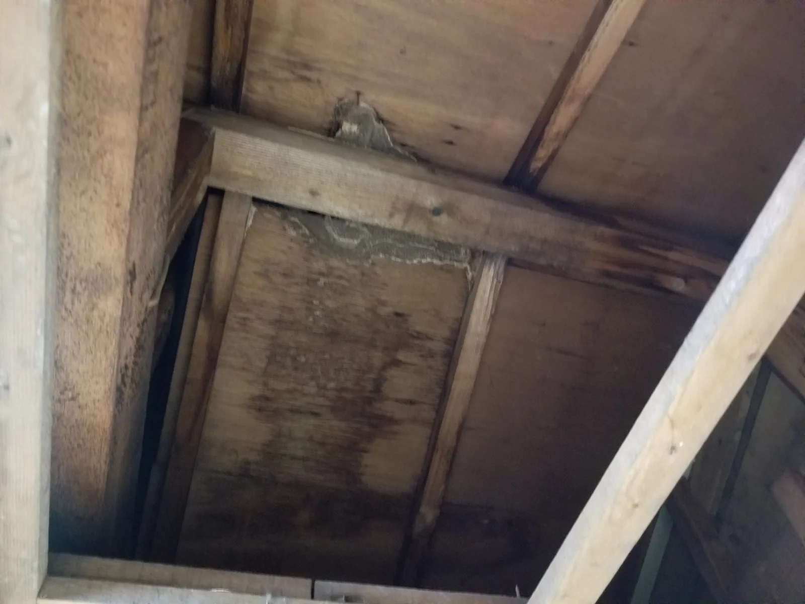 長期漏水で水濡れと腐朽が進んだ木造住宅の屋根裏
